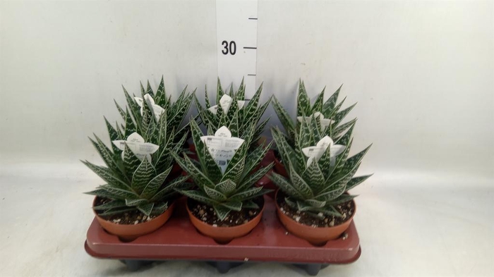 <h4>Aloe aristata 'Tiki Tahi'</h4>