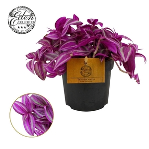 Tradescantia Pink Paradise 10,5cm