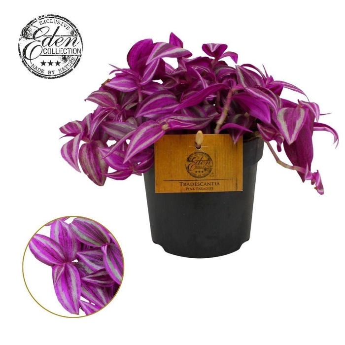 <h4>Tradescantia Pink Paradise 10,5cm</h4>