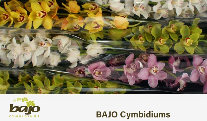 <h4>CYMB T GEM</h4>