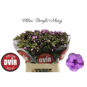 PHLOX P BRI MISSY
