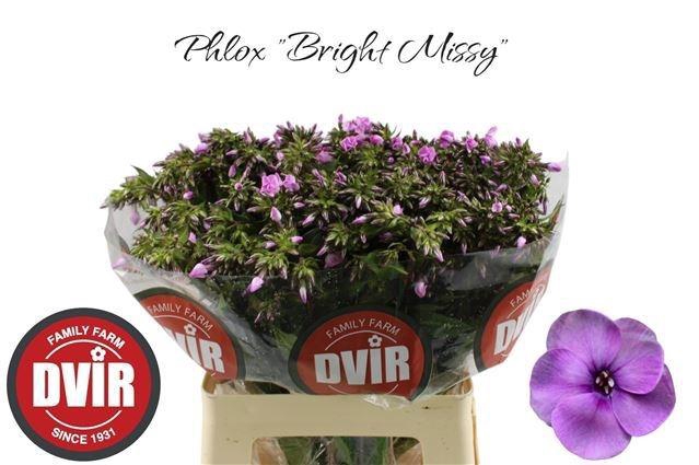 <h4>PHLOX P BRI MISSY</h4>