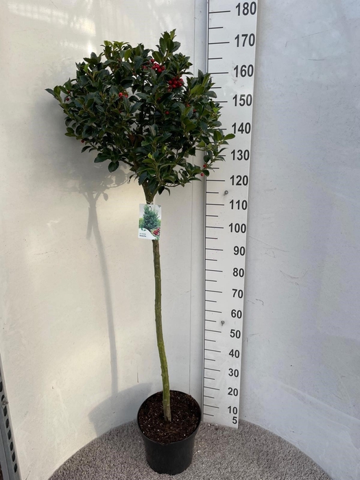 <h4>ILEX MESERVEAE</h4>