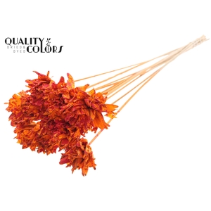 Shola Slice Pine 6cm on stem Splashed Orange/Red