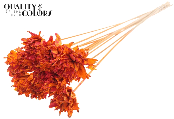 Shola Slice Pine 6cm on stem Splashed Orange/Red