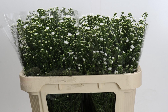 <h4>Aster Paquita</h4>