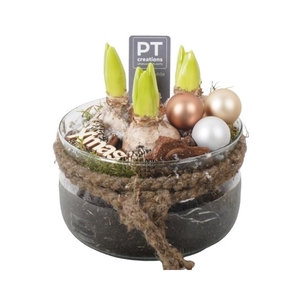 PTHCH2124 Arrangement Hyancint Christmas in glas schaal