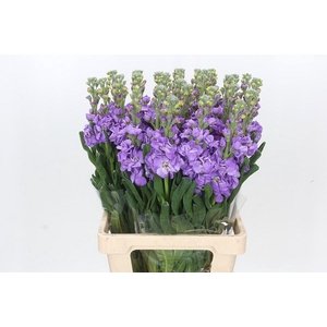 Matthiola Iron Jordyn Deep Blue