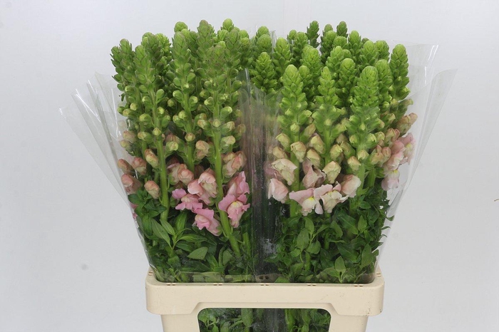 <h4>Antirrhinum Potomac Early Pink</h4>
