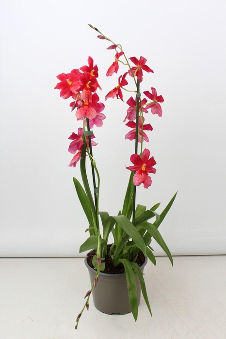 <h4>Cambria Nelly Isler toef 2 tak 17 cm</h4>