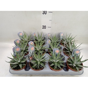 Haworthia fasciata 'Alba'