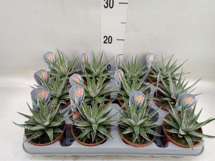 <h4>Haworthia fasciata 'Alba'</h4>
