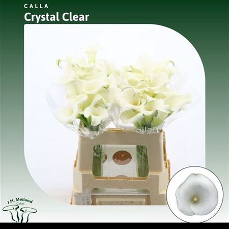 <h4>Zant Crystal Clear</h4>