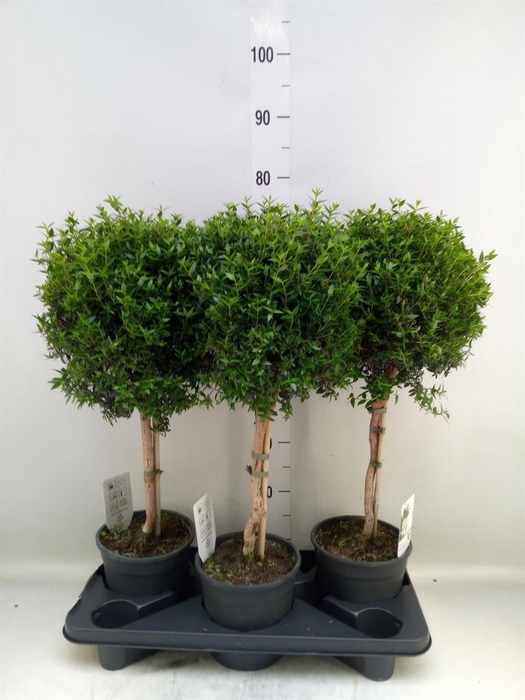 <h4>Myrtus communis</h4>