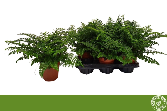 <h4>ASPLE PARVATI</h4>