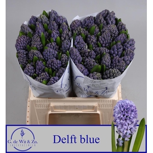 HYAC DELFT BLUE