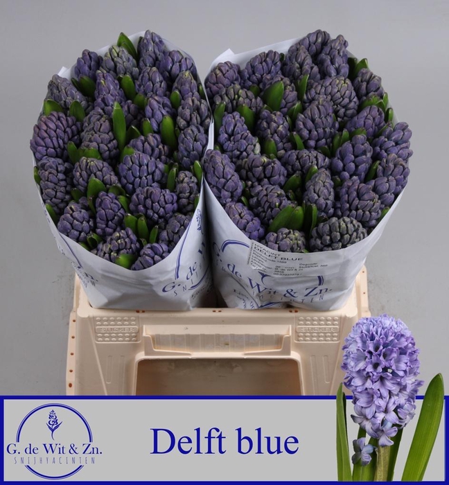 <h4>HYAC DELFT BLUE</h4>