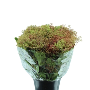 Photinia Red Robin Bloei