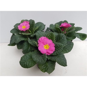 Primula rose 10,5