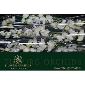 CYMB T EARLY WHITE