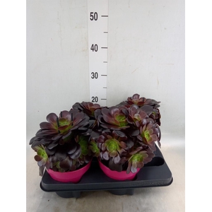 Aeonium arboreum 'Velours'