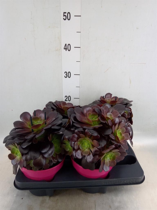 <h4>Aeonium arboreum 'Velours'</h4>