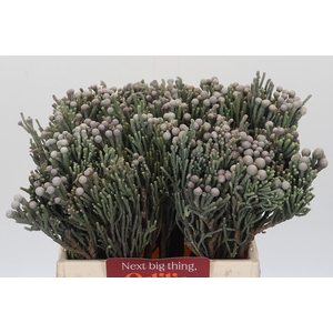 Kaaps Groen Silver Brunia