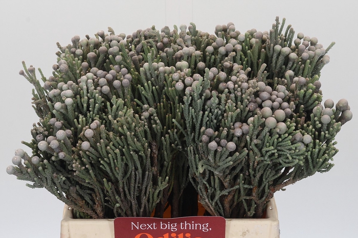 <h4>Kaaps Groen Silver Brunia</h4>
