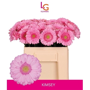 GE MI KIMSEY