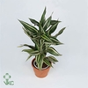 Dracaena Sanderiana victory 19 cm (Decorum)