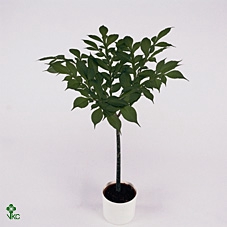 AMORPHOPHALLUS KONJA