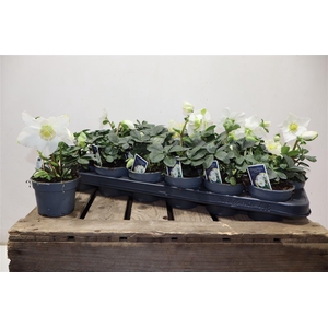 arr8 Hell Ni Chr Carol