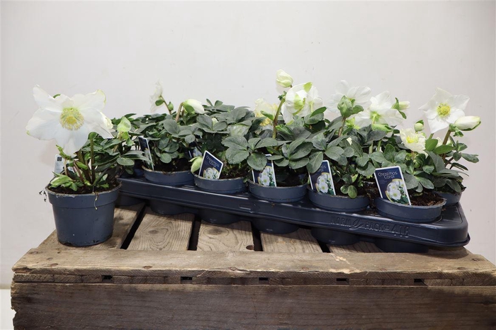 <h4>Hell Ni Chr Carol</h4>