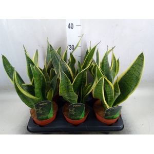 Sansevieria trifa. 'Futura Superba'