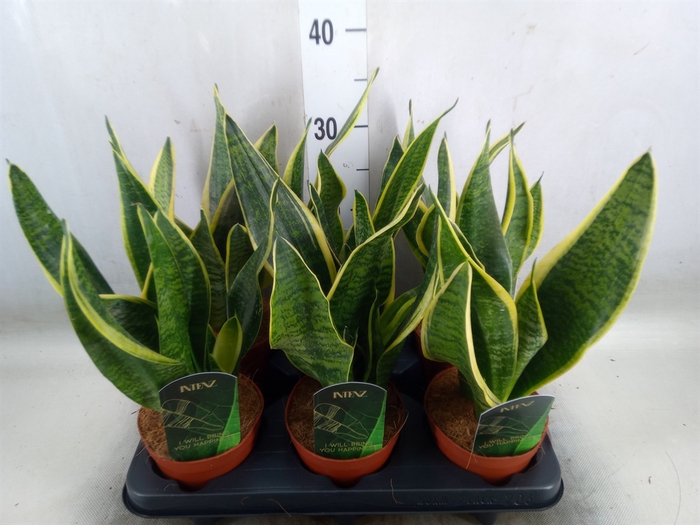 <h4>Sansevieria trifa. 'Futura Superba'</h4>