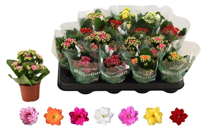 <h4>KAL GE RO GEM 6 KL</h4>