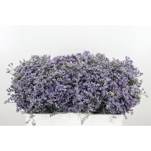 Limonium Utah Blue