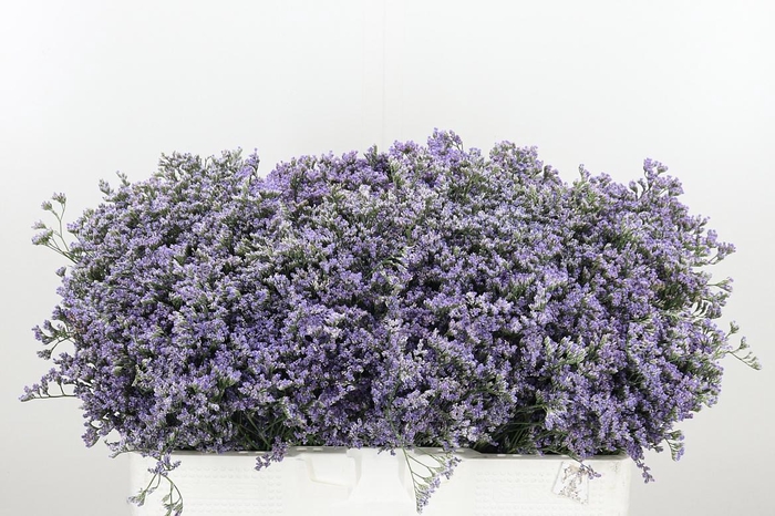 <h4>Limonium Utah Blue</h4>