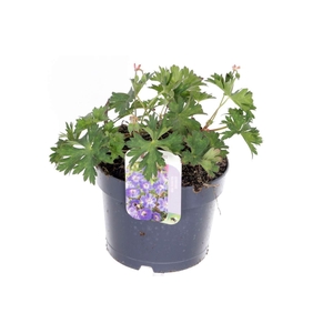 Geranium Rozanne