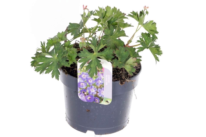 <h4>Geranium Rozanne</h4>