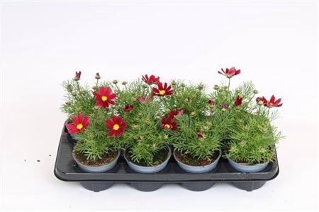 <h4>Cosm Bip Casa Red</h4>