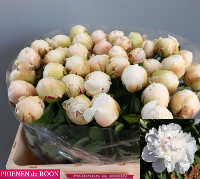 <h4>PAEO L ODILE</h4>