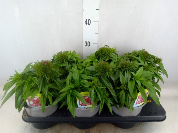 <h4>Dianthus barb.</h4>