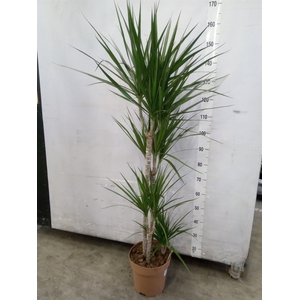 Dracaena marg.