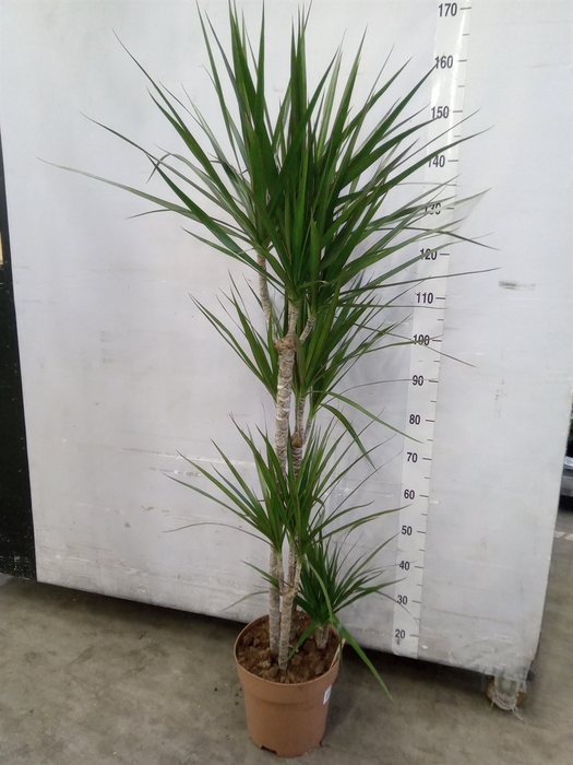 <h4>Dracaena marg.</h4>