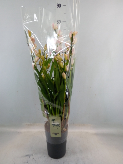 <h4>Cymbidium   ...</h4>