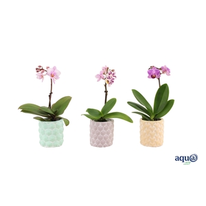 Phalaenopsis 3D Keramiek Tiny Dolls Mix 1T7+ Aqu@