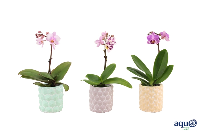 <h4>Phalaenopsis 3D Keramiek Tiny Dolls Mix 1T7+ Aqu@</h4>