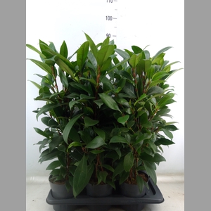 Ficus cyathistipula 'Compacta'
