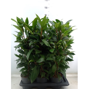 Ficus cyathistipula 'Compacta'